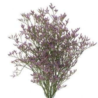 лимониум Cафора Лила фото в интернет-магазине Флоранж