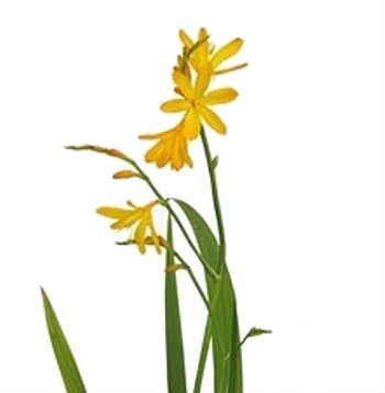 крокосмия Эмили Маккензи фото в интернет-магазине Флоранж крокосмия Эмили Маккензи фото в интернет-магазине Флоранж