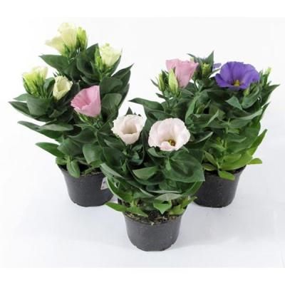 Эустома микс 12/25 фото в интернет-магазине Флоранж