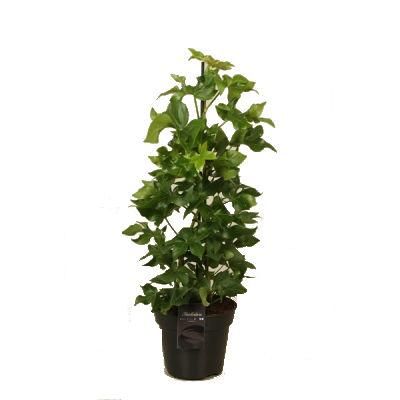 Фатсхедера Грин 17/60 фото в интернет-магазине Флоранж