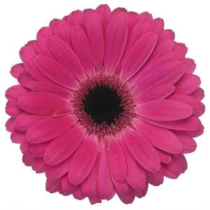 Гербера Аква Малиновая; Россия фото в интернет-магазине Флоранж