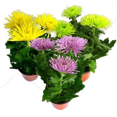 Хризантема Анастасия Микс 12/30 фото в интернет-магазине Флоранж