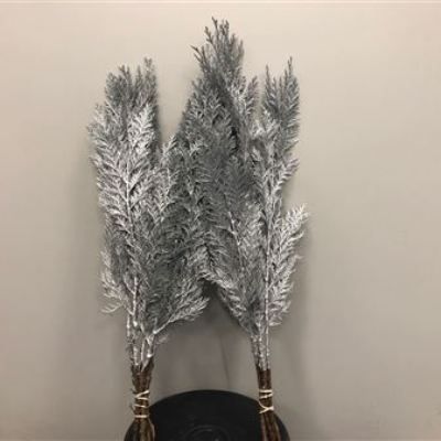 кониферен крашеный Сильвер фото в интернет-магазине Флоранж