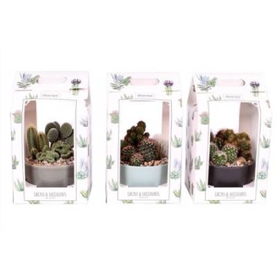 Кактус Микс 17/30 керамика люкс фото в интернет-магазине Флоранж