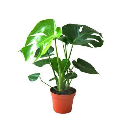 Монстера Деликоза 14/50 фото в интернет-магазине Флоранж