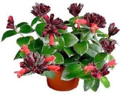 Эсхинантус Мона Лиза 11/20 фото в интернет-магазине Флоранж Эсхинантус Мона Лиза 11/20 фото в интернет-магазине Флоранж