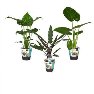 Алоказия Портодора 17/80