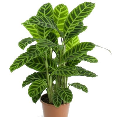 Калатея Леопардина 12/40 фото в интернет-магазине Флоранж