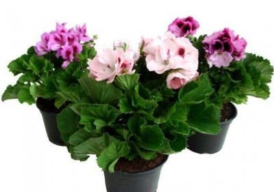 Пеларгония Микс 10/30 фото в интернет-магазине Флоранж Пеларгония Микс 10/30 фото в интернет-магазине Флоранж