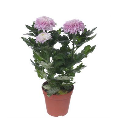 Хризантема Зембла Пинк 13/35 фото в интернет-магазине Флоранж