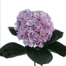 _гидрангия лавендер скай (КОЛ)