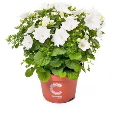 Кампанула Изофила Дублин Вайт 11/22 фото в интернет-магазине Флоранж