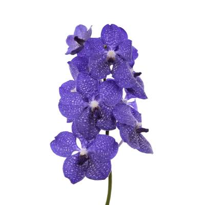 ванда Дарк Блу фото в интернет-магазине Флоранж