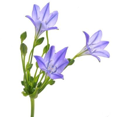 бродеа Руди фото в интернет-магазине Флоранж