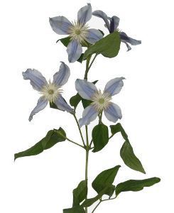 клематис Стар Ривер фото в интернет-магазине Флоранж