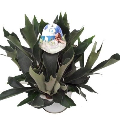 Платицерум Нидерланд 12/30 фото в интернет-магазине Флоранж