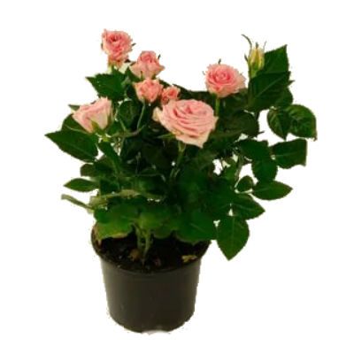 Роза Виктори Крем 10/30 фото в интернет-магазине Флоранж