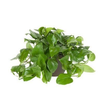 Филодендрон Бразил Сканденс 12/20