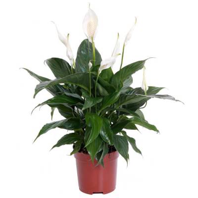 Спатифиллюм Ромео Купидо 12/40 фото в интернет-магазине Флоранж