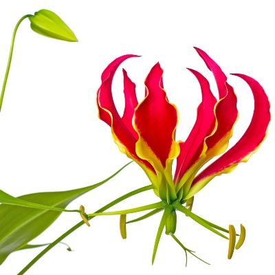 глориоза Ротшильда  фото в интернет-магазине Флоранж