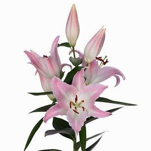 лилия ориентал  Альберти фото вживую в руках, состав, цветовая гамма 