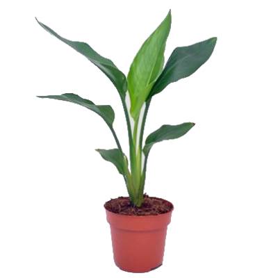 Стрелиция Регина 12/40 фото в интернет-магазине Флоранж