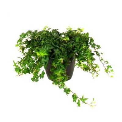 Хедера Грин 12/19