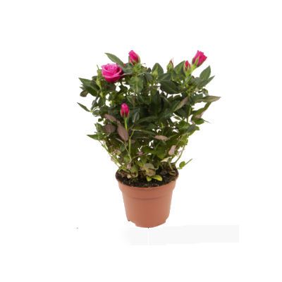 Роза Виктори Пурпул 10/30 фото в интернет-магазине Флоранж