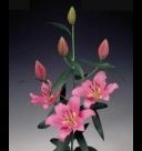 лилия ориентал Мастер фото в интернет-магазине Флоранж