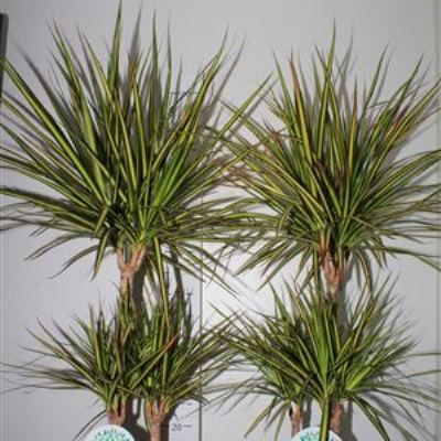 Драцена Марджината Голден Драгон21/100 3 ств фото в интернет-магазине Флоранж