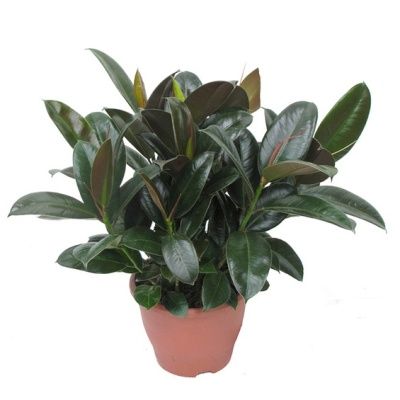 Фикус Эластик Мелани 20/50 фото в интернет-магазине Флоранж