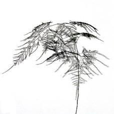 аспарагус Сетас фото в интернет-магазине Флоранж аспарагус Сетас фото в интернет-магазине Флоранж