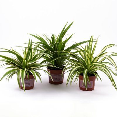 Хлорофитум Микс 12/25