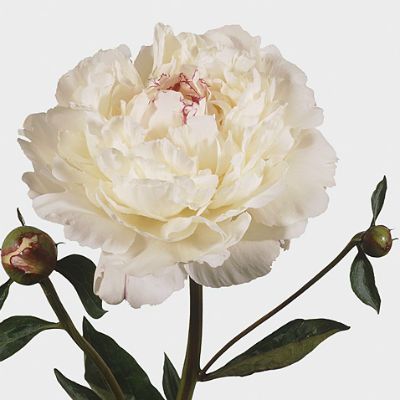 пион Фестива; Чили фото в интернет-магазине Флоранж