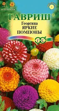 Георгина Яркие помпоны (цветной пакет) 0,2г; Гавриш фото в интернет-магазине Флоранж