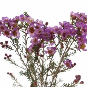 хамелациум Пурпл Прайд фото в интернет-магазине Флоранж