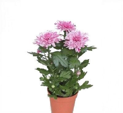 Хризантема Зембла Арт 13/35 фото в интернет-магазине Флоранж