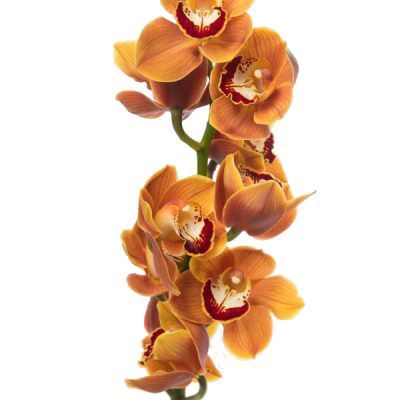 цимбидиум Йоги Бир фото в интернет-магазине Флоранж