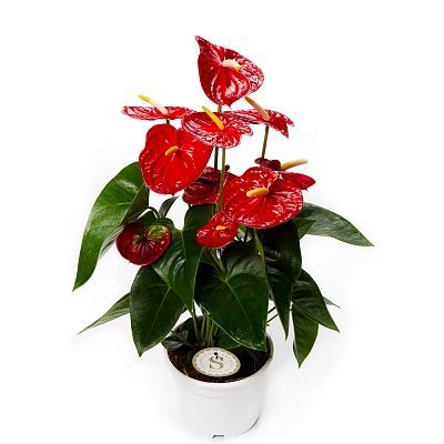 Антуриум андр. Ред Чемпион 14/50 фото в интернет-магазине Флоранж