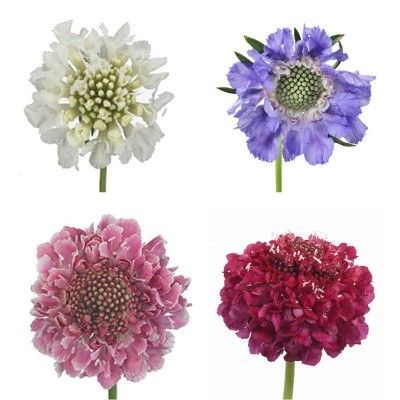 скабиоза Микс фото в интернет-магазине Флоранж