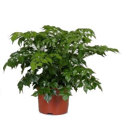 Радермахера Синика 14/50 фото в интернет-магазине Флоранж Радермахера Синика 14/50 фото в интернет-магазине Флоранж