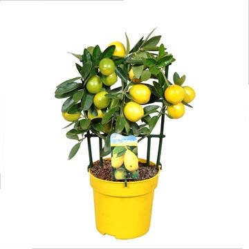 Цитрофортунелла Лемон 14/35 2С