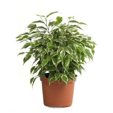 Фикус Грин Кинки 12/30 фото в интернет-магазине Флоранж