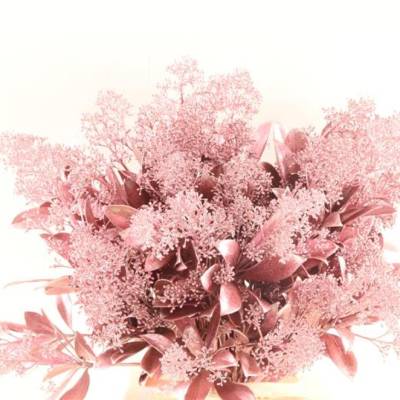 скиммия крашенная Роз Голд фото в интернет-магазине Флоранж