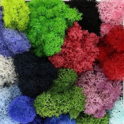 мох Стабилизированный Цветной фото в интернет-магазине Флоранж