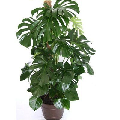 Монстера Деликоза 24/120 фото в интернет-магазине Флоранж Монстера Деликоза 24/120 фото в интернет-магазине Флоранж