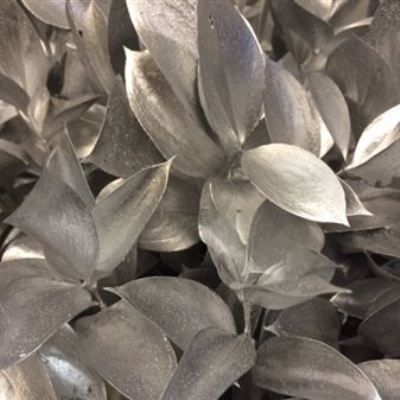 рускус крашенный Серебро фото в интернет-магазине Флоранж