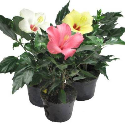 Гибискус Биколор 13/35 фото в интернет-магазине Флоранж