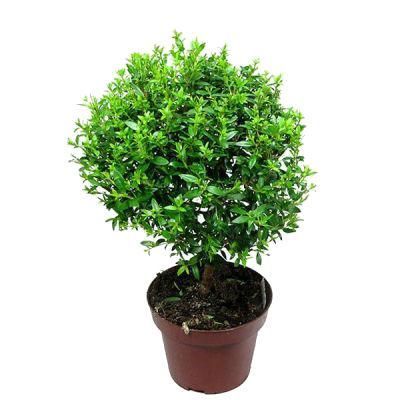 Мирт Африкана 08/20 фото в интернет-магазине Флоранж