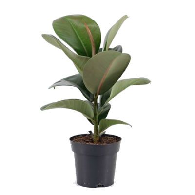 Фикус Эластика Клое 14/50 фото в интернет-магазине Флоранж